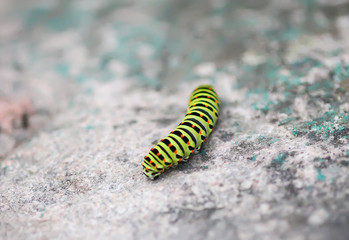 The caterpillar of the Papilio machaon butterfly sitting on rock surface