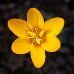 Yellow and golden crocus flower against a dark soild background
