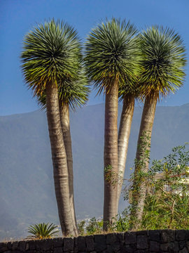 Spiky palm trees on the island of Tenerife