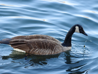 C Goose profile