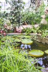 Tropical plants growing in pond