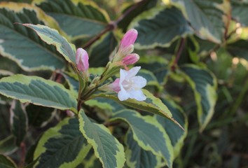 Variegated weigela, with white-pink flowers, a beautiful bush.