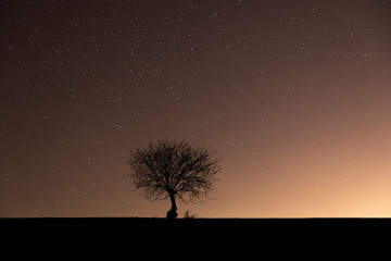 Fototapeta na wymiar Lonely tree in the field with millions of stars in the background