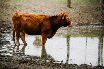 Brown Limousin cattle, cow on the pasture