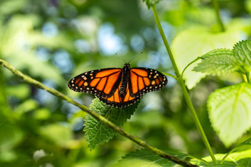 Fototapeta na wymiar Beautiful Monarch Butterfly in Green Garden