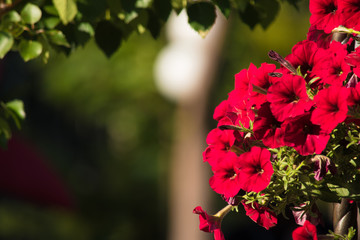 Petunia flowers and green leaves on blurred background. Red summer flowers on blurred green background. Copy space