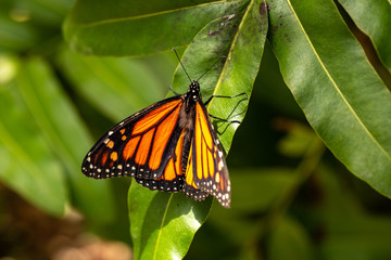 Orange Monarch Butterfly on Green Leaf