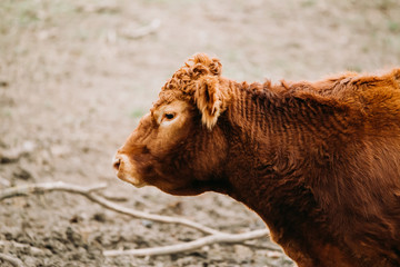 Brown Limousin cattle, cow on the pasture