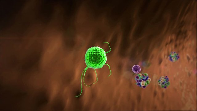 phagocyte kills viruses, inside the human body, medical 3D graphics,  lymphocytes against coronavirus,  Macrophage kills viruses