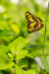 Malachite Butterfly In Green Garden