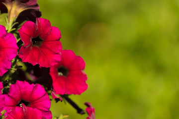 Petunia flowers on blurred background. Red summer flowers on blurred green background. Copy space. Close up