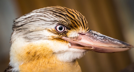 Laughing Kookaburra (Dacelo novaeguineae), portrait, Western Australia, Australia