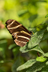 Zebra Longwing Butterfly In Green Garden