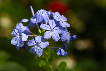 Fototapeta na wymiar Blue Phlox In Garden