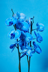 Fototapeta na wymiar orchidées bleues 