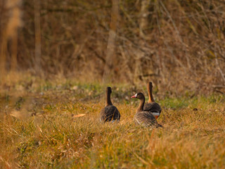 Greater white-fronted goose - Anser albifrons on a meadow