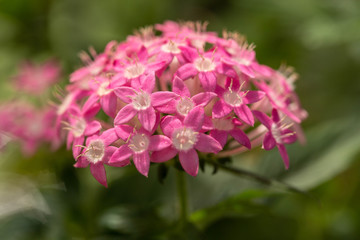 Pink Pentas Flower In Garden