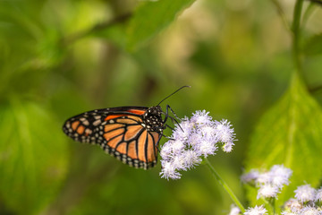 Fototapeta na wymiar Monarch on Purple Aster In Garden