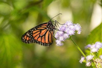 Monarch Butterfly on Purple Aster In Garden