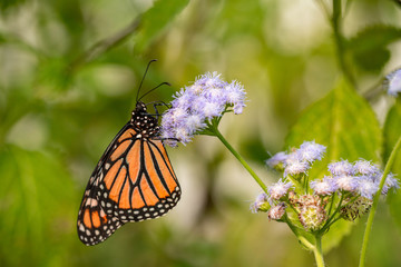 Close Up Monarch Butterfly on Purple Aster Flower