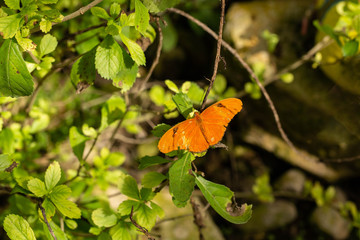 Julia Butterfly on Green Garden Plants