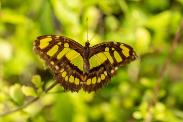 Malachite Butterfly Nearing End Of Life