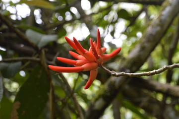 fleur exotique