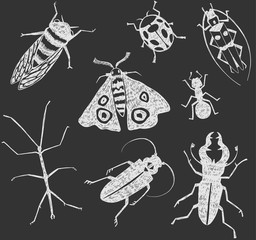 Illustration of hand-drawn insects in white isolated on black background. Ladybug, cicada, stick insect, ant, rhinoceros beetle, moth, longhorn beetle.