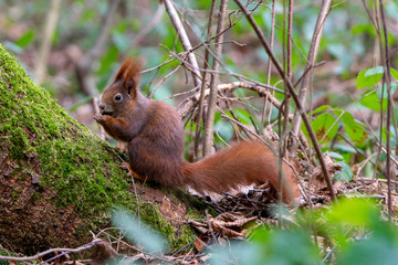 Eichhörnchen