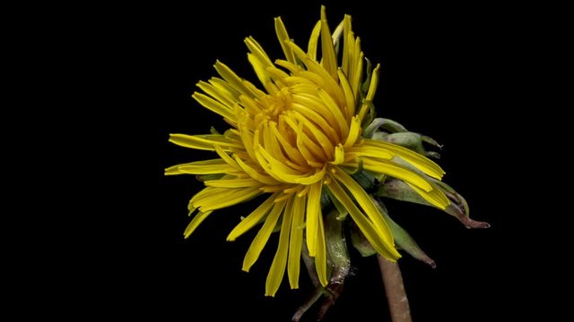 Dandelion flower open time lapse, extreme closeup over black background. Macro one yellow dandelion flower opening timelapse.