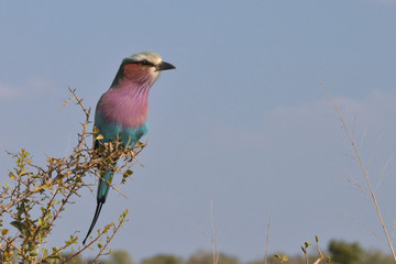 Lilac Breasted Roller sitting in an Acacia tree in Kruger National Park