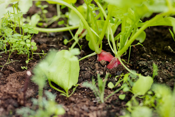 Red round radishes growing in the garden,radish growing in soil. Ripe red root vegetable with green leaves.organic radishes planting in greenhouses. Selective focus.Organic farming.