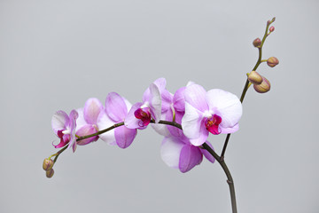 pink and white orchid on grey background