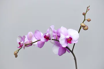Foto op Canvas pink and white orchid on grey background © Maria