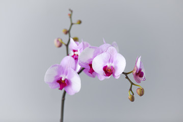 pink and white orchid on grey background