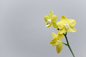yellow orchid on grey background