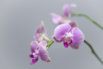 pink and white orchid on grey background