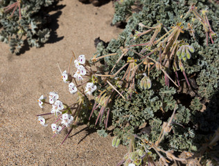 Plants after rain in Namibia desert