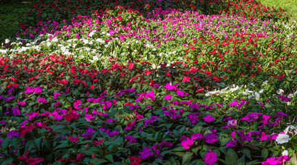 Buzy lizzies (Impatiens Walleriana). Flowering meadow of buzy lizzies in autumn
