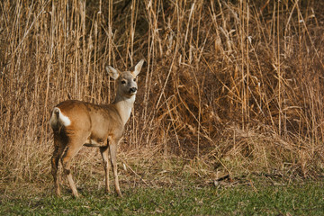 Roe deer - Capreolus capreolus on a meadow