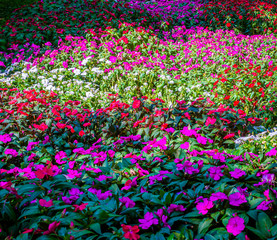 Buzy lizzies (Impatiens Walleriana). Flowering meadow of buzy lizzies in autumn