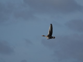 greylag goose (Anser anser) in flight against winter sky