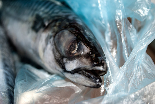 Frozen mackerel close-up. Ice coated fish packed in a plastic bag.