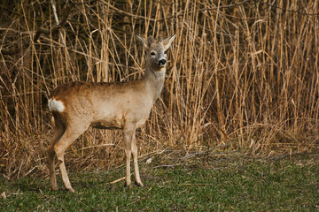 Roe deer - Capreolus capreolus on a meadow