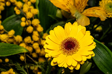 kleine gelb blühende Gerbera als Bestandteil eines Blumenstraußes