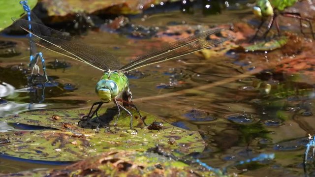 Gro&szlig;e K&ouml;nigslibelle (Anax imperator) bei der Eiablage in der Eifel