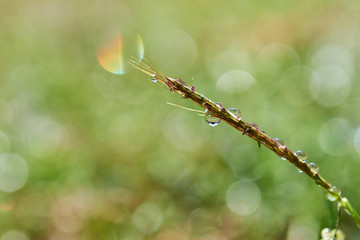 Close-up view of dew drops on the grass