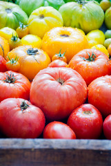 Fresh organic red, yellow and green tomatoes rainbow background