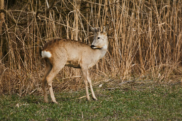 Roe deer - Capreolus capreolus on a meadow
