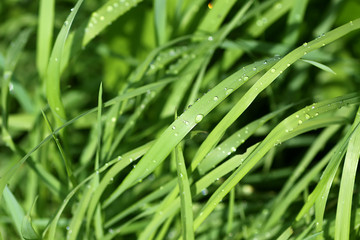 Fototapeta na wymiar Green wet grass in water drops after rain. Fresh summer plants in sunlight.